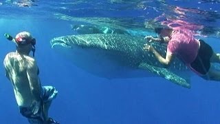 Giant whale shark surprises tourists in Hawaii [upl. by Baiel]