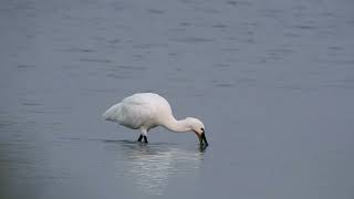 Eurasian Spoonbill from Velavadar National Park [upl. by Siuqramed358]