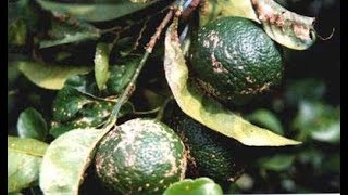 METHOD TO TREAT CITRUS SCAB DISEASE ELSINOE FAWCETTII AND E AUSTRALIS  PART 2 [upl. by Jaclyn]