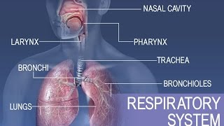 Anatomy and Physiology of Respiratory System [upl. by Dunning418]