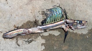 RARE LANCETFISH Chopped up by a Swordfish in 1500 of water [upl. by Chastain]