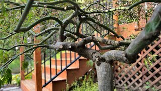 Heavy handed restoration pruning on 2 Japanese laceleaf maples in early fall on Camano Island WA [upl. by Vivi365]