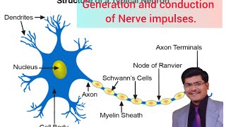 Generation and conduction of Nerve impulses [upl. by Retsevlys922]