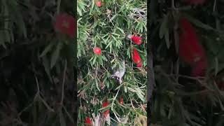 Red wattlebird enjoying some nectar such a noisy morning birdssinging birdssounds [upl. by Laenahtan]