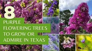 8 Purple Flowering Trees to Grow or Admire in Texas [upl. by Anaxor553]