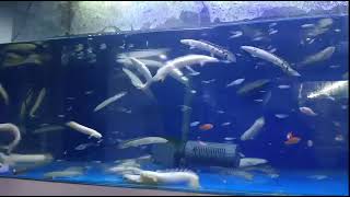 Platinum Bichir Tank [upl. by Ientruoc]