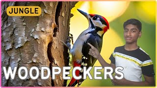 Woodpeckers Exposed An Intriguing Look into the Lives of these Extraordinary Birdsfunwithfahaz [upl. by Wendall]