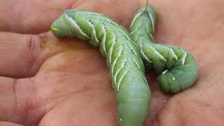 Tomato Horn Worms  Tomato Pests [upl. by Carlynn]