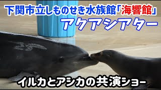 【下関市立しものせき水族館「海響館」】アクアシアター イルカとアシカの共演ショー202209水族館山口下関The Shimonoseki City Aquarium Kaikyokan [upl. by Adiahs]