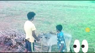 Jallikattu kanu training👍👍👍👍👍billa ak [upl. by Oinimreh129]