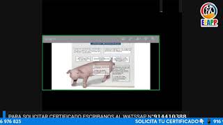 CURSO GRATUITO ENFERMEDADES MÁS COMUNES EN ANIMALES MAYORES Y MENORES RUMIANTES Y MONOGASTRICOS [upl. by Isiahi]