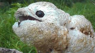 Nyctibius grandis Otra tipica ave del llano [upl. by Ardnekan230]