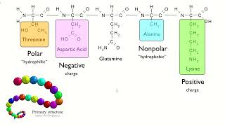 Chaperones and Chaperonin Part 1 Protein Folding بالعربي [upl. by Eerrehc886]