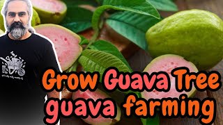 Grow Guava Tree Like a PRO with These Expert Farming Tips [upl. by Navannod]