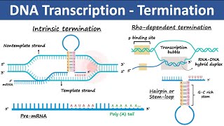 Transcription Termination in Prokaryotes amp Eukaryotes  Biochemistry [upl. by Tedie]