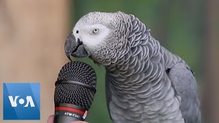 Talking Parrot  VOANews [upl. by Mariam332]