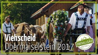 Viehscheid Obermaiselstein 2017  Oberallgäu Aktuell [upl. by Pelligrini]