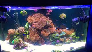 45 Gal Bow Front BTA amp Clownfish Tank Update [upl. by Ttezzil]