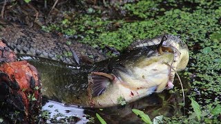 EPIC Snake vs CATFISH Who WINS [upl. by Mateusz573]