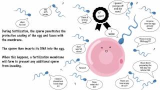 Fetal Development and Sexual Differentiation [upl. by Millie]