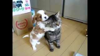 Cavalier king charles puppy vs cat [upl. by Kimball]