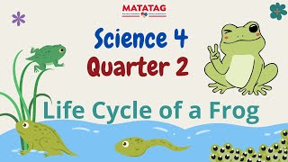 SCIENCE 4 QUARTER 2  Life Cycle of a Frog [upl. by Ludlow]