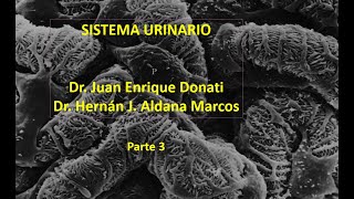 Sistema renal o urinario Tercera parte de 5 Hernán Aldana y Juan Donati [upl. by Jobye]