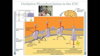 Oxidative Phosphorylation and the Electron Transport Chain [upl. by Ainala]