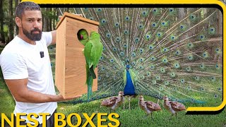 How to build a bird nest box New peachicks finally at the farm and The parrots are laying again 🐣 [upl. by Eanahc]