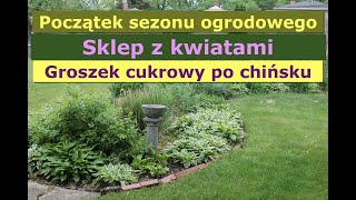 Początek sezonu ogrodowego ciekawy sklep ogrodniczy i groszek cukrowy po chińsku [upl. by Yeldnarb117]