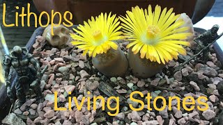 Lithops amp Bonsais [upl. by Emyle]