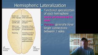 13 Hemispheric Lateralization [upl. by Adiela]