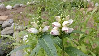 White Turtlehead Chelone glabra [upl. by Anitsirhk]