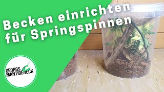 Aufzuchtbecken einrichten für Springspinnen Phidippus regius quotSoroaquot [upl. by Eduard954]