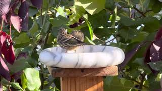 Pine Siskin and House Finch [upl. by Anitsuga48]