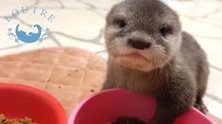 Otter Tororo Eats Happily 【Happy 2th Birthday Special Movie】 [upl. by Gar667]