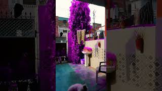 purple tree 2024 shortvideo funny [upl. by Cart]