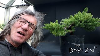 My 50 Dollar Clip and Grow Juniper Round 2 The Bonsai Zone Oct 2024 [upl. by Lanos790]