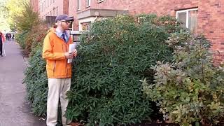 Paperbush Edgeworthia papyrifera  Plant Identification [upl. by Eedyaj]