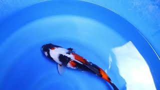 Showa Genjiro Koi Farm Size 31 cm [upl. by Lorens]