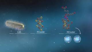 Animation of Biological and Photobiohybrid Processes for Reduction of N2 to Ammonia by Nitrogenase [upl. by Seroka]