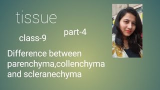 tissue parenchyma collenchyma scleranchyma htet cbse dsssb emrskvs2023 class9 chapter6 [upl. by Larual117]