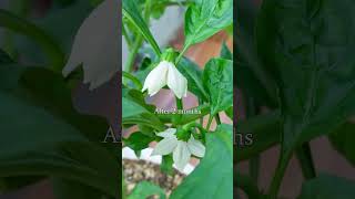 Tips to care and restore bell pepper plants many fruits [upl. by Ahsek]