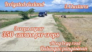 lot215 irrigated riceland 31 hectares 3 crops a year along brgy semented road 150sqm nego [upl. by Sheepshanks642]