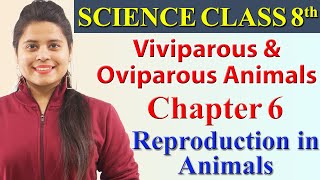 Viviparous and Oviparous Animals  Chapter 6  Reproduction in Animals  Science Class 8 CBSE [upl. by Eibmab]