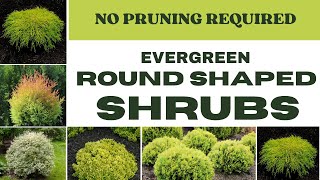 Naturally ROUND Shaped SHRUBS  Evergreen Shrubs For Landscape  Compact Shrubs For Landscape Design [upl. by Ahsiekar220]