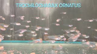 Trochilocharax ornatus [upl. by Wiersma8]