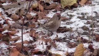 Urpiainen syksyllä Carduelis flammea [upl. by Ynnad]