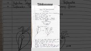 Trichomonas morphology and structure microbiologynotes easy way mlt microbiology shorts pg [upl. by Basham]