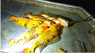 SPEARFISHING at NIGHT on the ESSEQUIBO RIVER [upl. by Chivers]